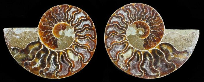 Polished Ammonite Pair - Agatized #59434